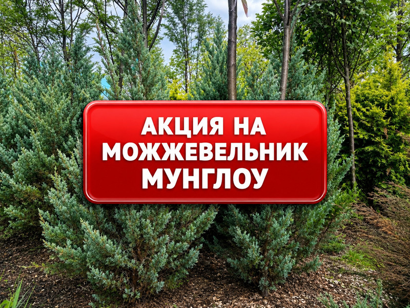 Акция на можжевельник скальный Мунглоу | При покупке от 10 штук