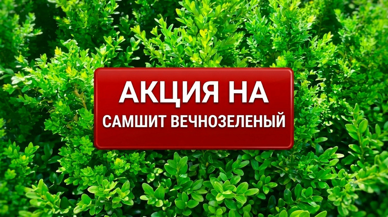 Акция на самшит 40-50см | При покупке от 10 штук