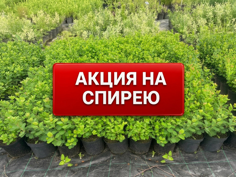 Акция на спирею С3 | При покупке от 10 штук