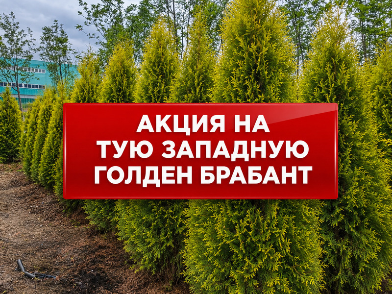 Акция на Тую западную "Голден Брабант"