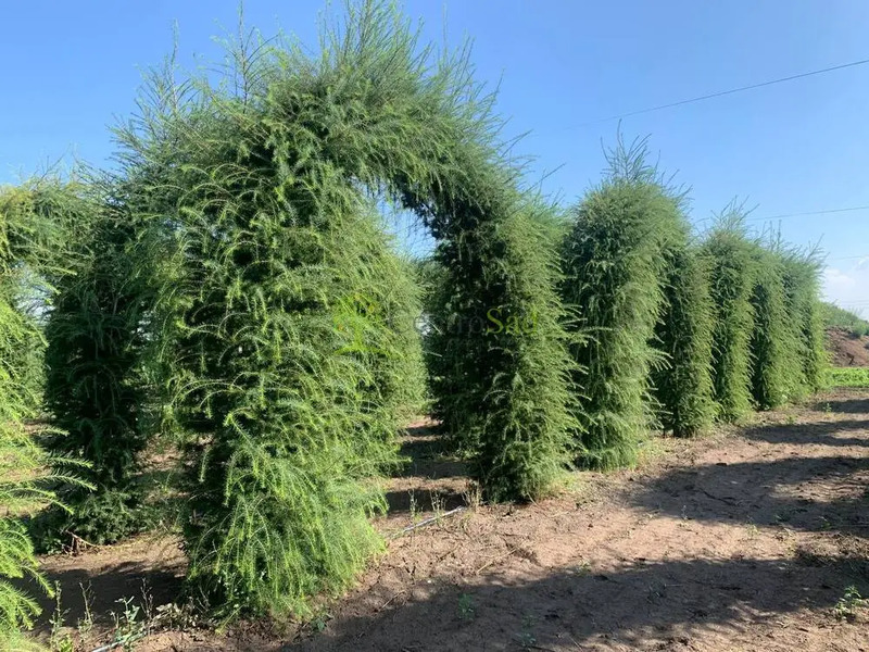 Партия шикарных арок из деревьев для ландшафтного дизайна