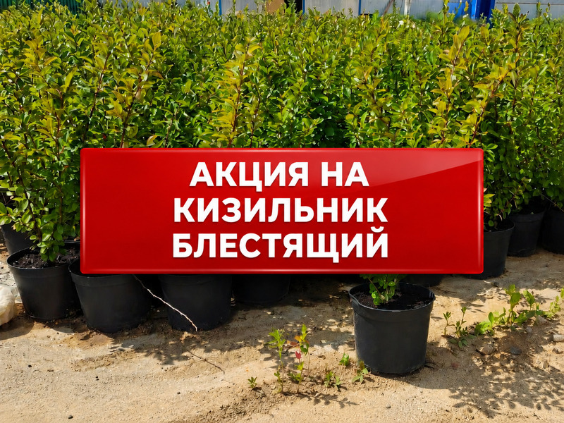 Акция на кизильник блестящий | При покупке от 10 штук