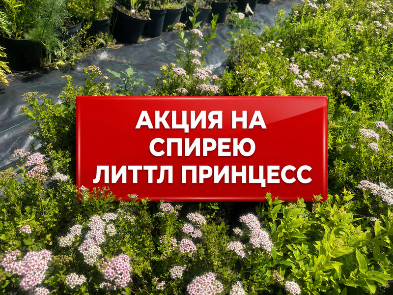 Акция на спирею японскую Литтл Принцесс | При покупке от 50 штук