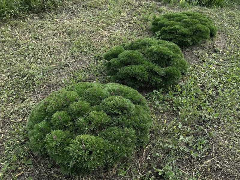 Обновление ассортимента: саженцы в форме карикоми