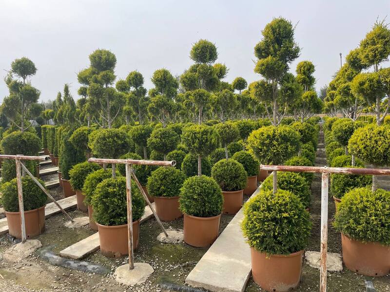 Открыто бронирование эксклюзивных топиарных форм