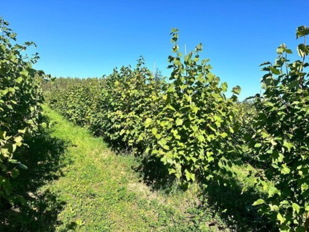 саженцы кустовой липы на полях питомника ЦентроСад