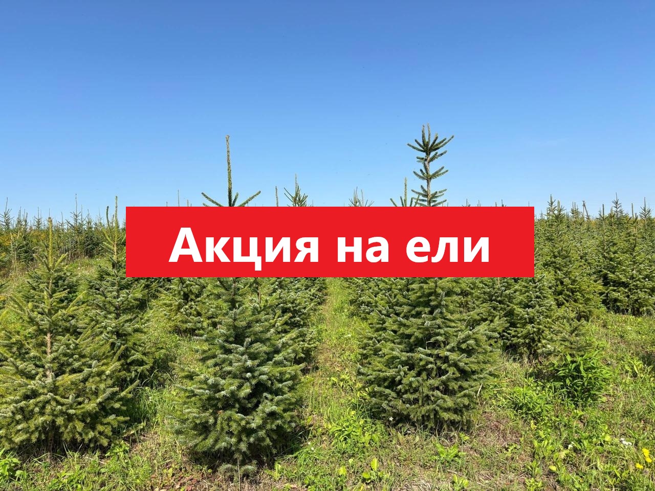 Акция на Ель сербскую 150-200 см | При покупке от 10 штук