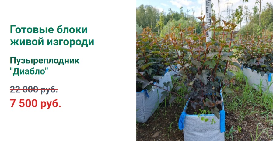 Акция на БЖИ пузыреплодника Диабло от питомника ЦентроСад
