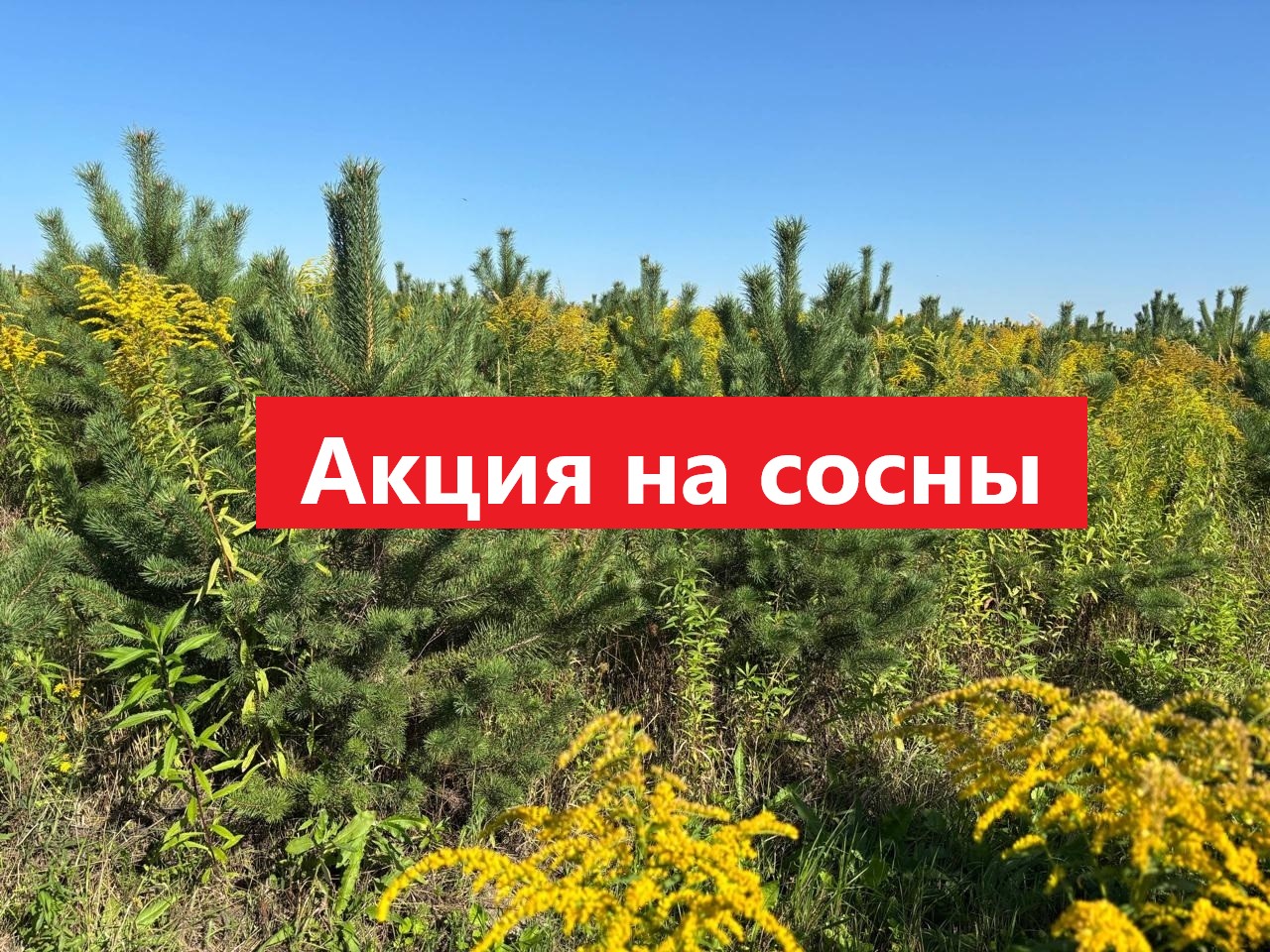 Акция на Сосну обыкновенную 150-200 см | При покупке от 10 штук