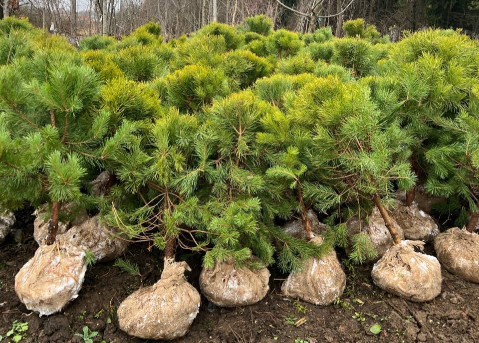 Сосна обыкновенная формированная 80-100 см от питомника саженцев ЦентроСад