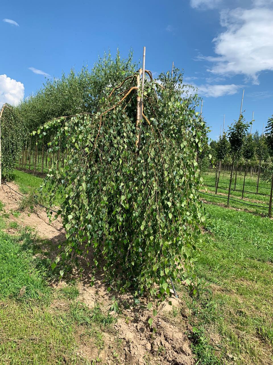 Элегантная партия саженцев березы Юнги - октябрь 2025