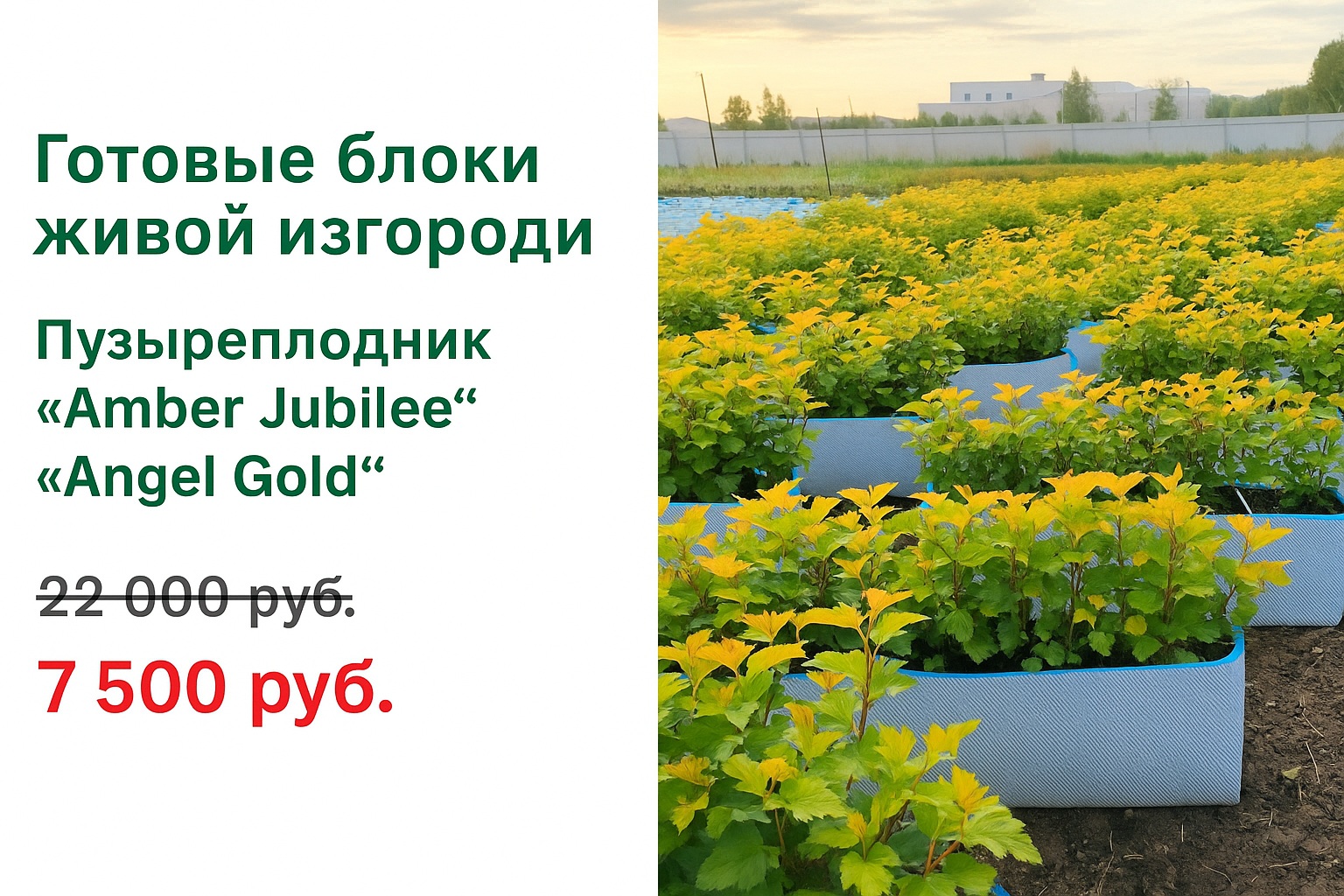 Акция на БЖИ пузыреплодника Amber Jubilee и Angel Gold от питомника ЦентроСад