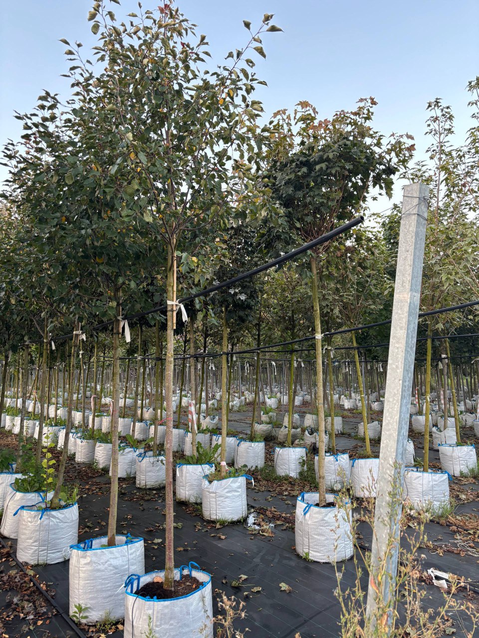 Декоративная яблоня саженцы из питомнике ЦентроСад