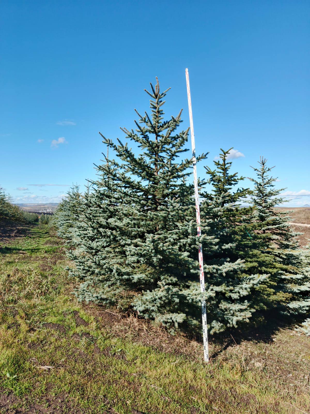 Скоро поступление свежей партии голубых елей Глаука