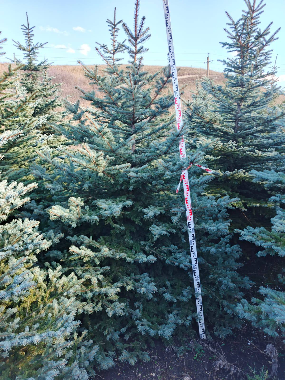 Ель голубая Глаука — декоративное дерево с ровной кроной