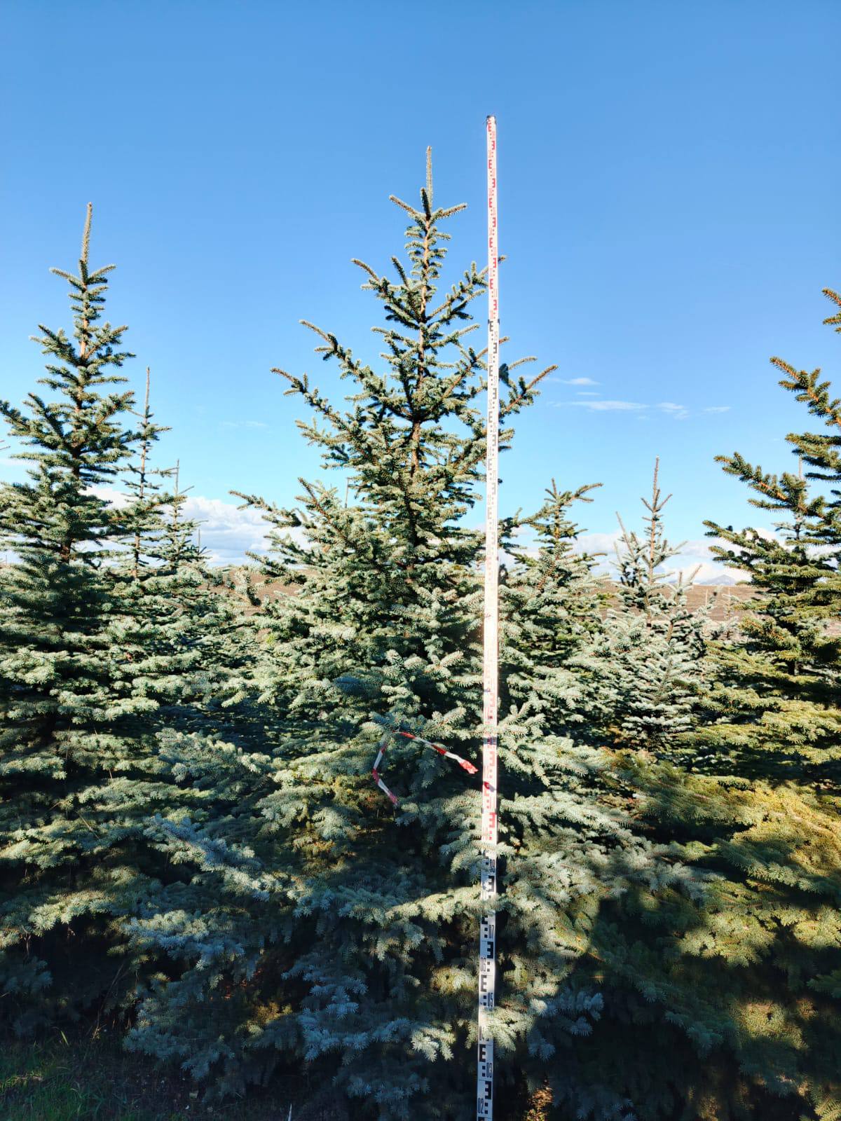 Ель голубая Глаука крупномер с густой хвоей