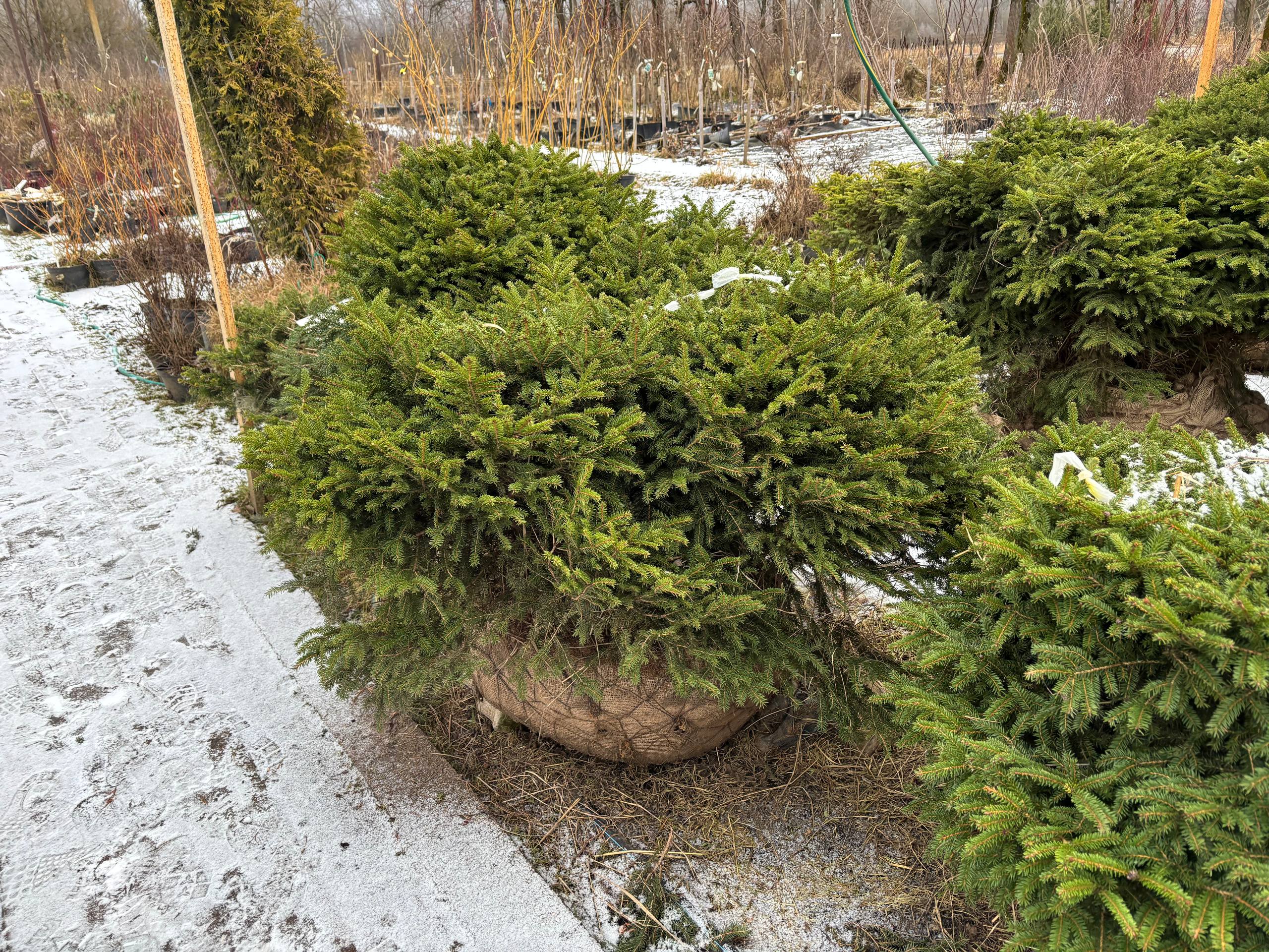 Стилистика малых форм: поступление саженцев елей Нидиформис в ЦентроСад