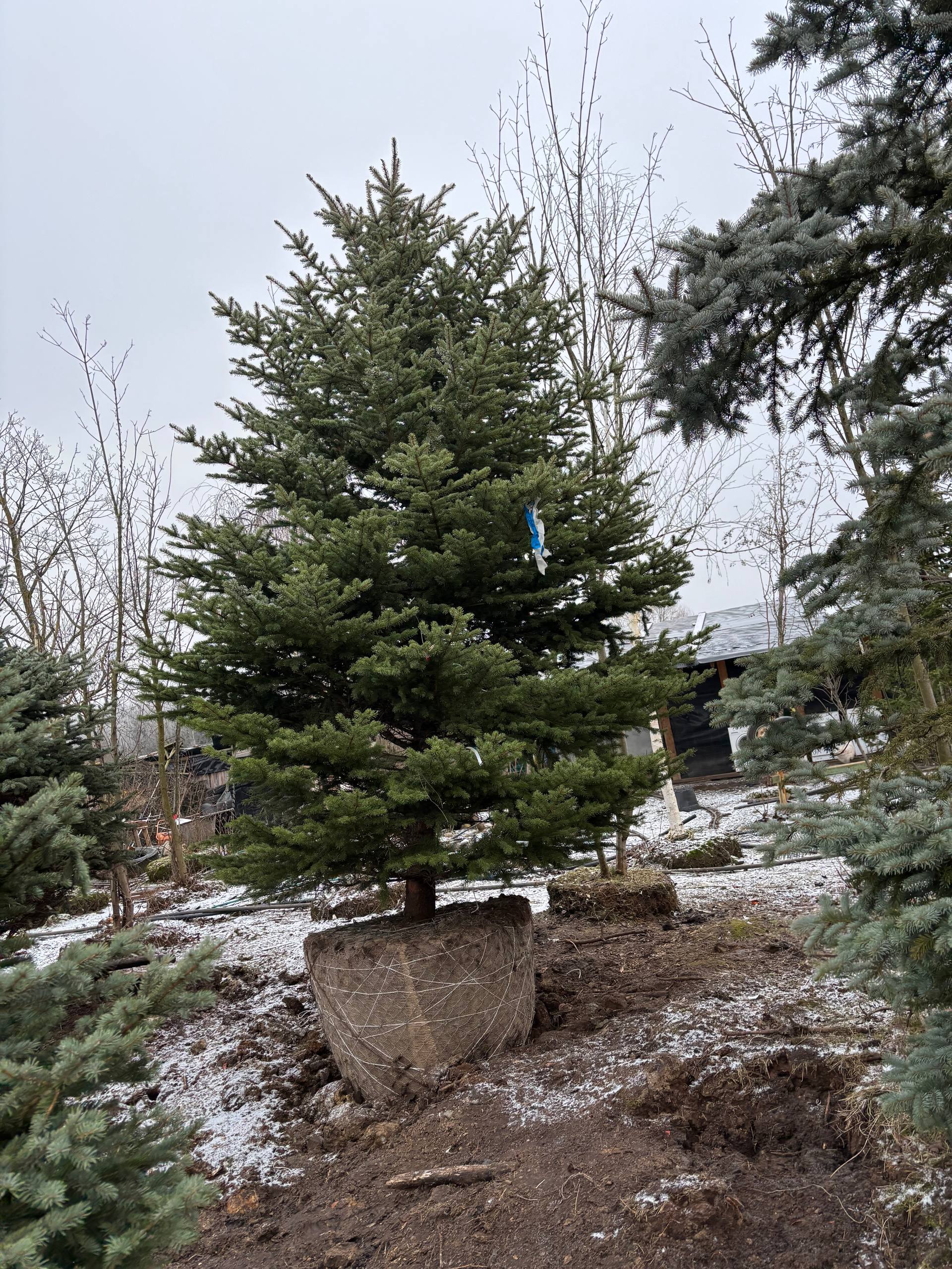 Ель колючая Extra крупномер на площадке питомника ЦентроСад