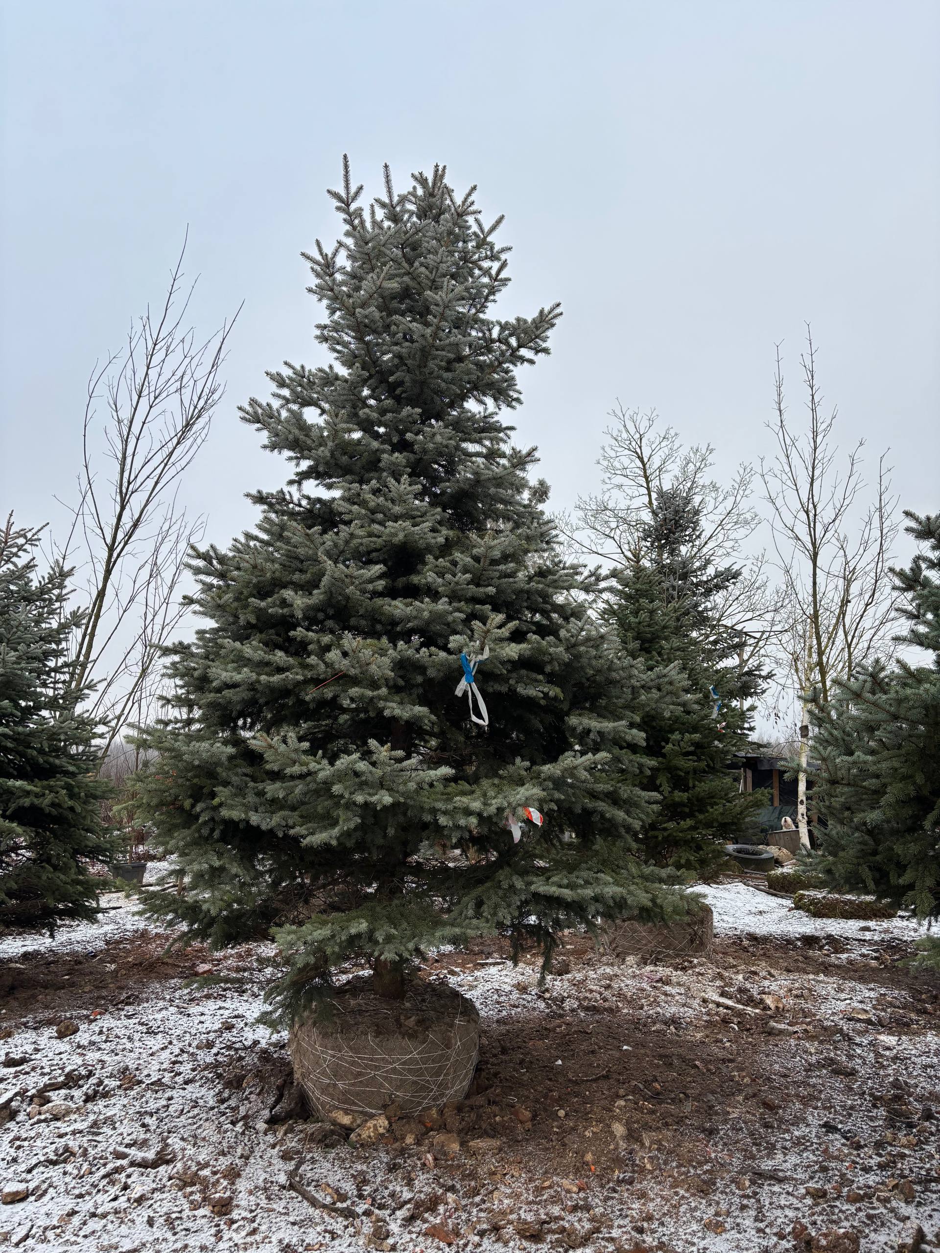 Ель колючая Extra с плотной голубой хвоей