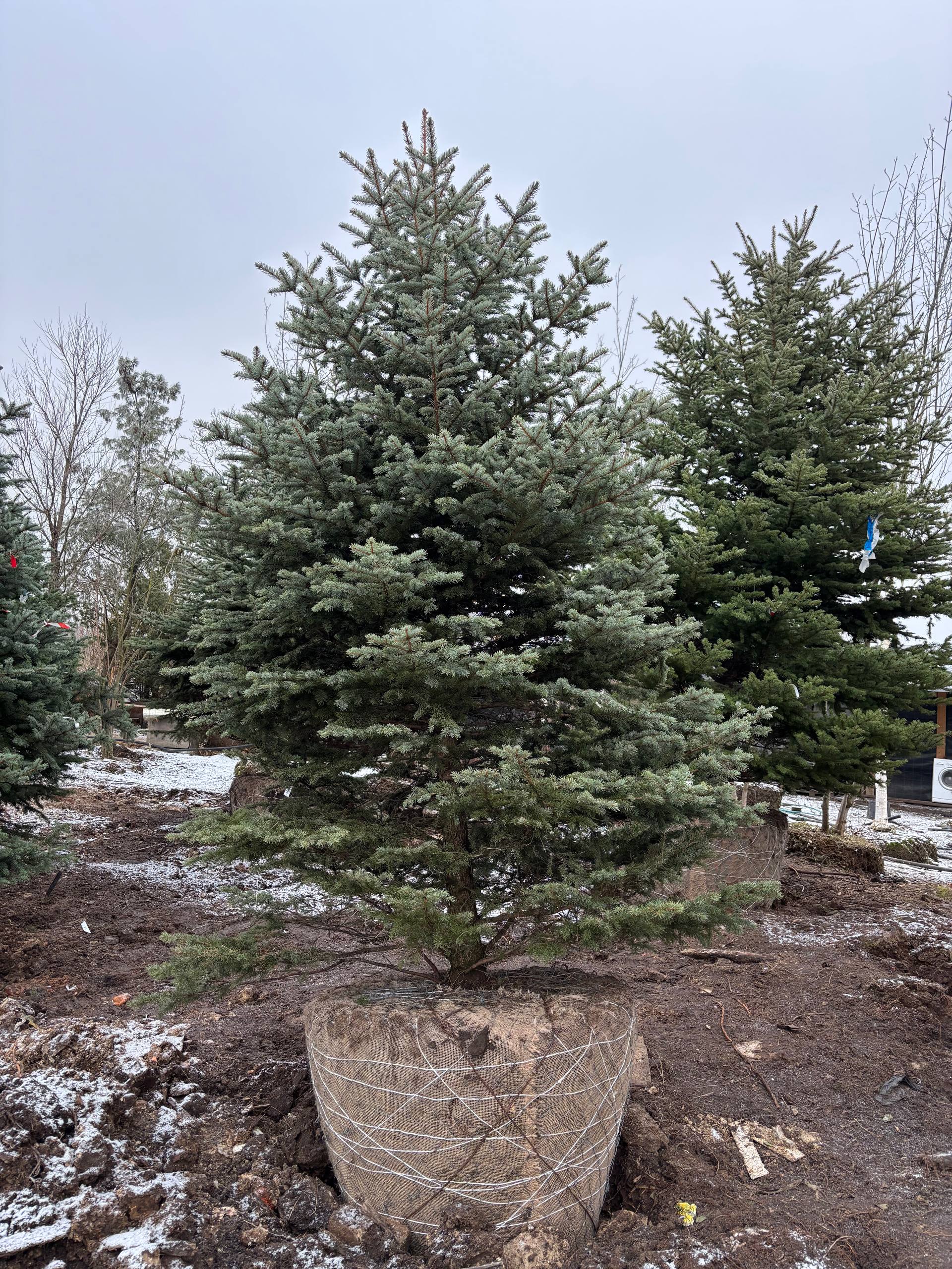 Январская партия саженцев колючей ели Экстра — крупномеры с идеальной кроной