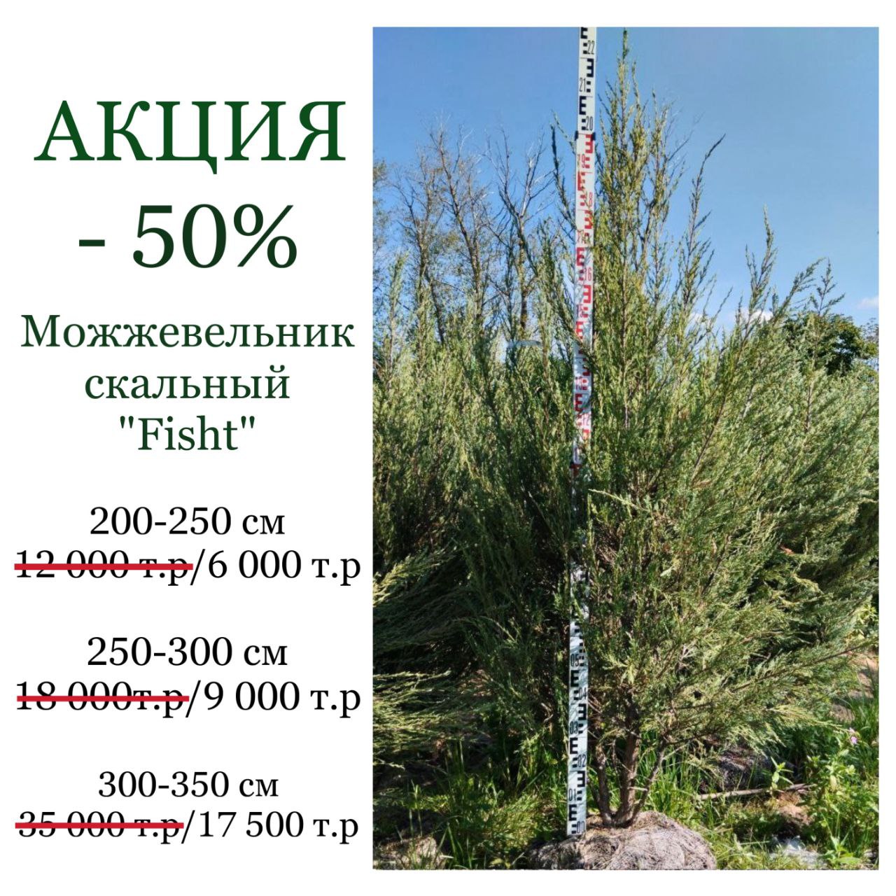 Акция - 50 % на саженцы можжевельника скального Фишт в питомонике ЦентроСад