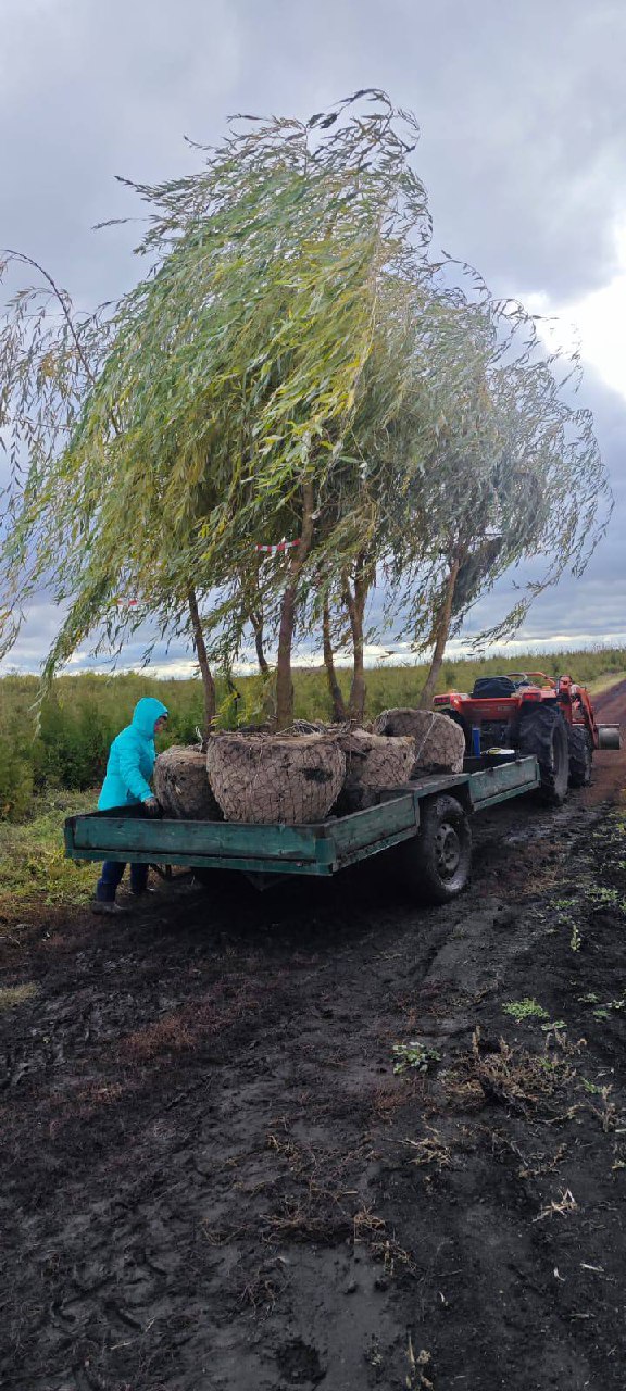 Лимитированная поставка крупномеров Ивы для осенних проектов