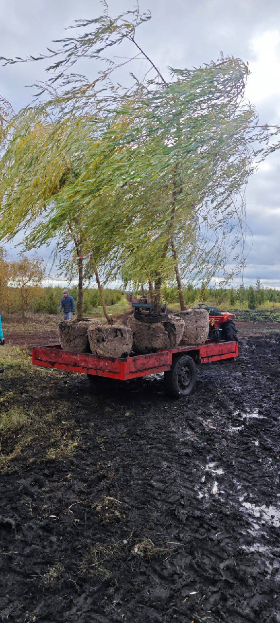 Саженцы ивы белой КОМ в питомнике ЦентроСад