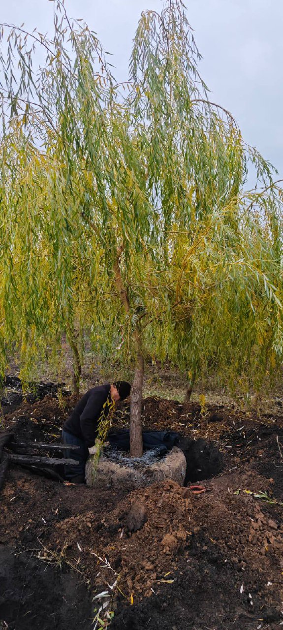 Копка саженцев ивы белой крупномера из коллекции питомника ЦентроСад