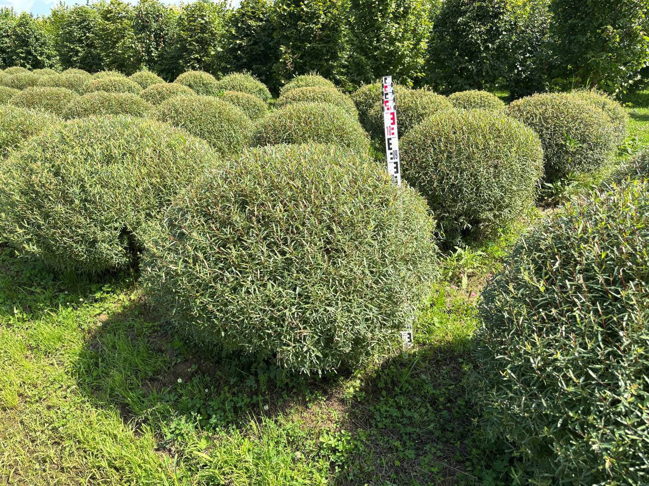 Ива Нана 100 см, коллекция формированных растений ЦентроСад