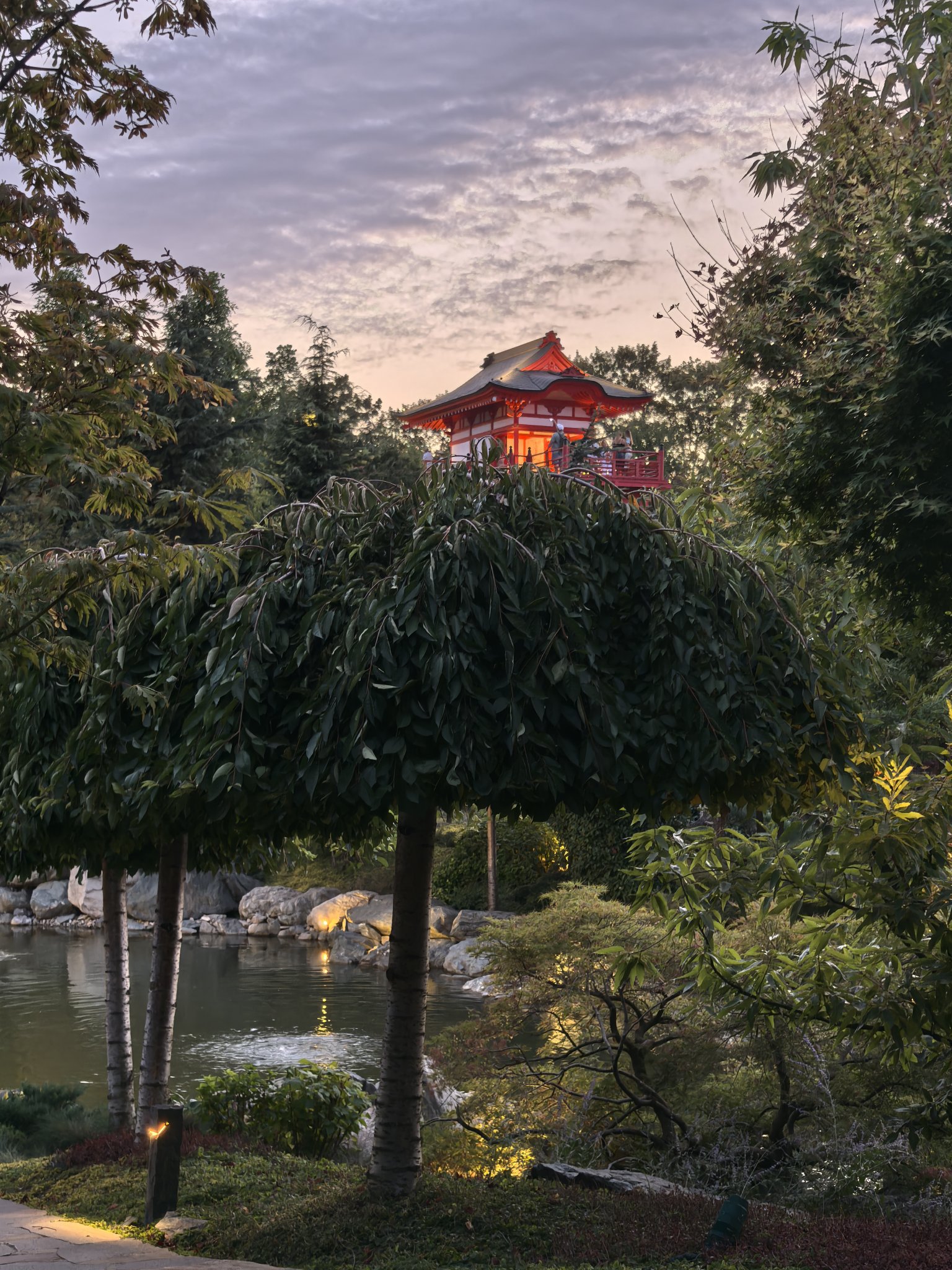 Япоснкий сад с деревьями-зонтами в Краснодаре | ЦентроСад