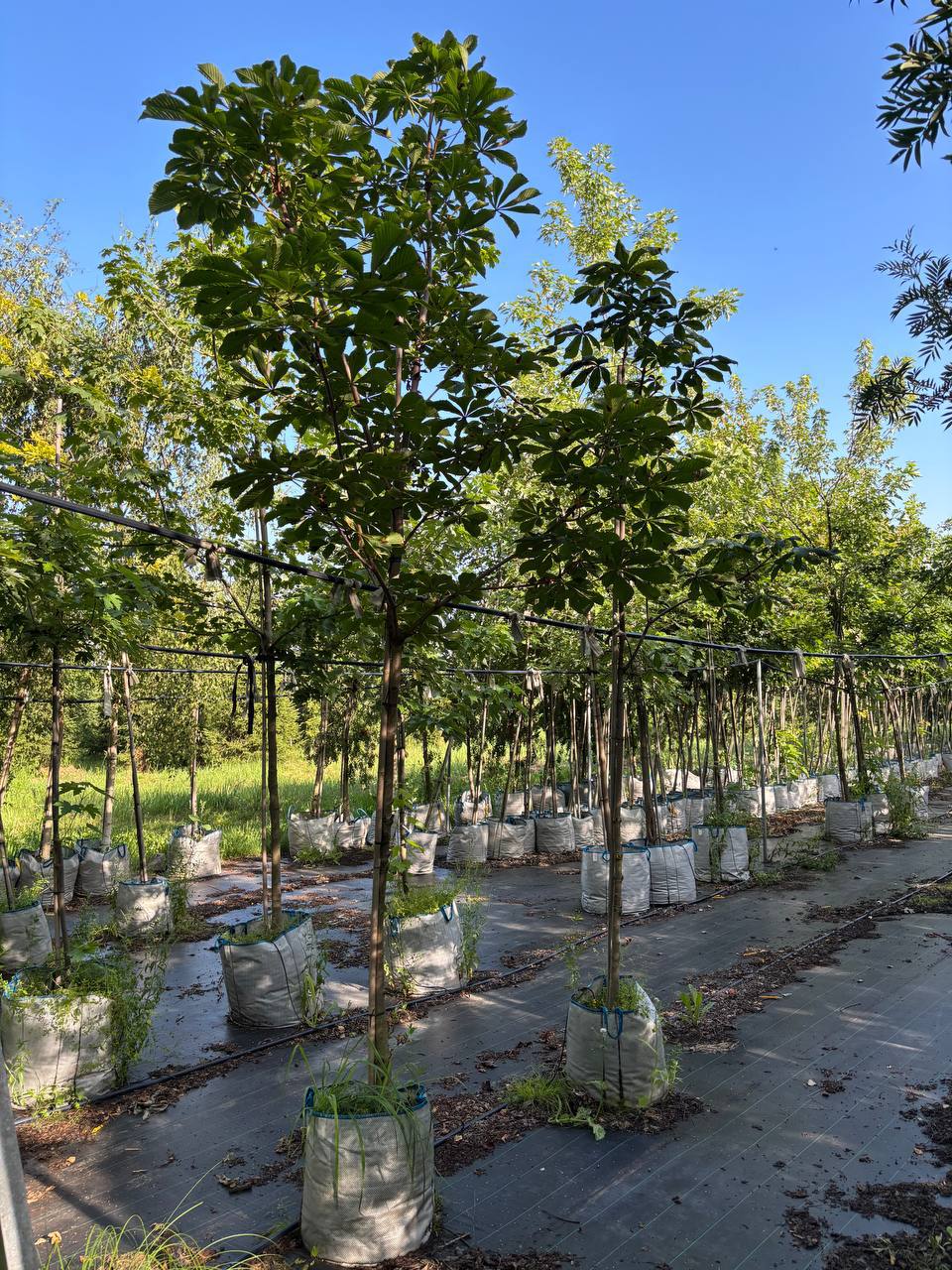 Каштан конский крупномер в питомнике саженцев ЦентроСад