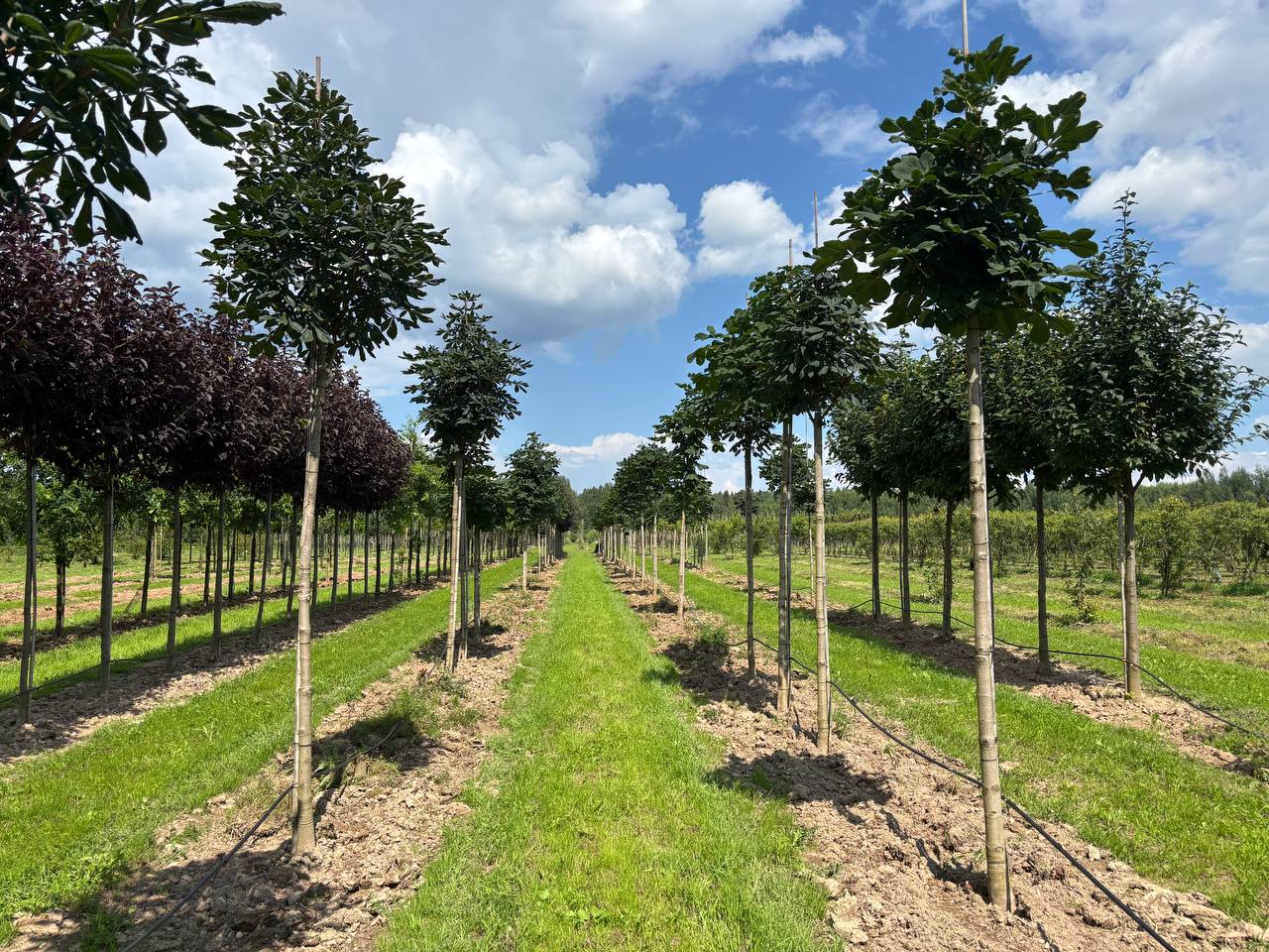 Ожидаем партию саженцев каштанов 20 октября 2025 года