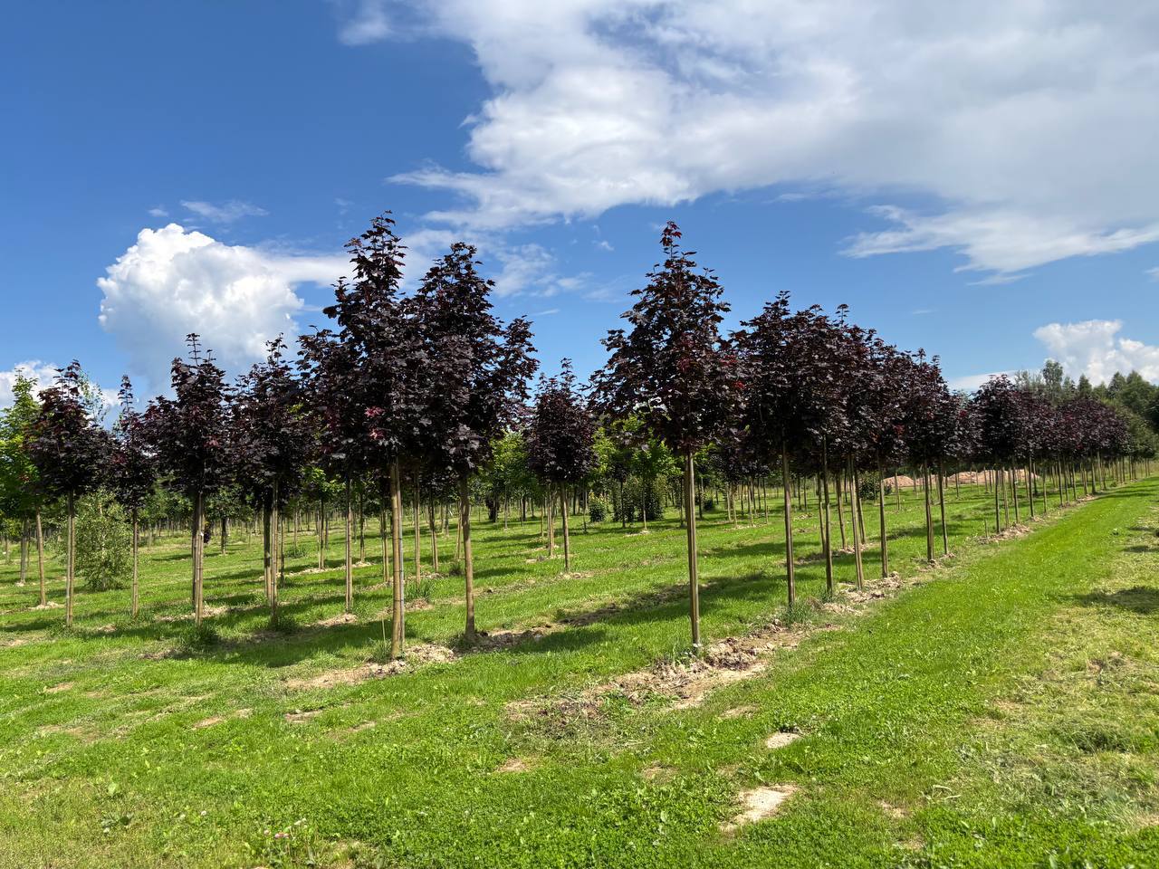 Октябрьское поступление саженцев клёна: Армстронг, Роял Ред и Кримсон Кинг