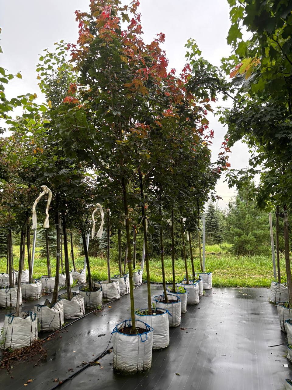 Партия отборных кленов: Глобозум, Кримсон Сентри и Дебора