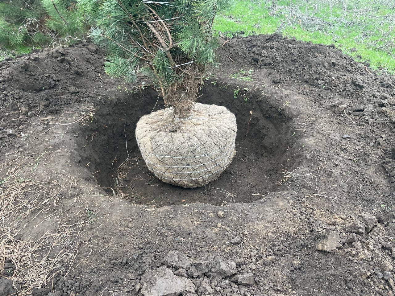 Корневая система сосны крымской Экстра выкопка в питомнике Центросад