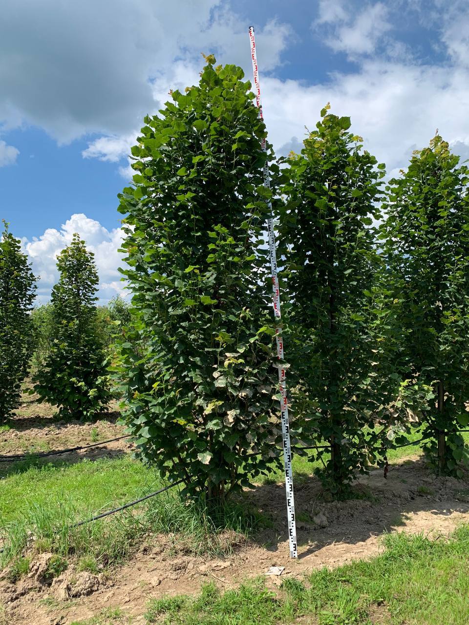 Саженцы липы крупнолистной Фастигиата на площадке питомника ЦентроСад