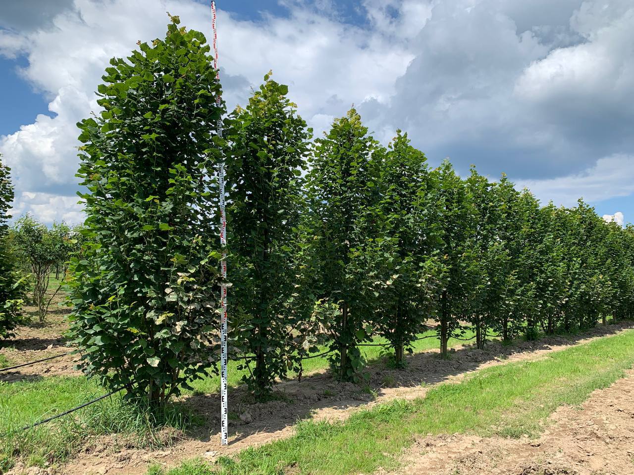 Поступление липы «Фастигиата»: деревья с архитектурным характером