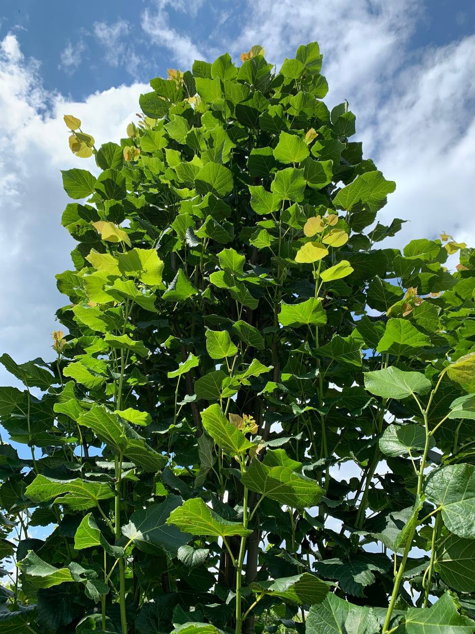 Липа крупнолистная Фастигиата — крона взрослого дерева в питомнике ЦентроСад