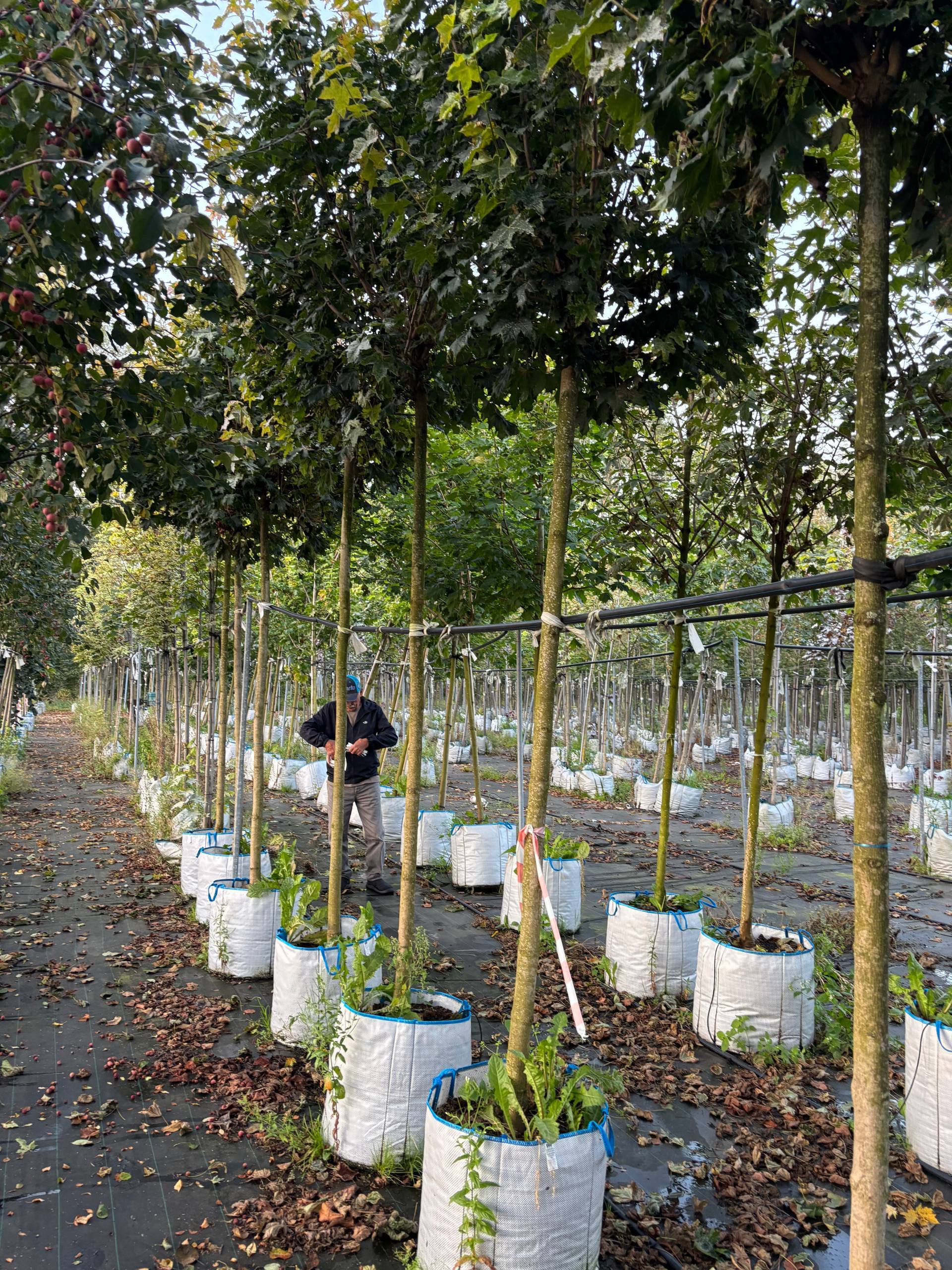 Саженцы клена остролистного Глобозум, готовые к выкопке