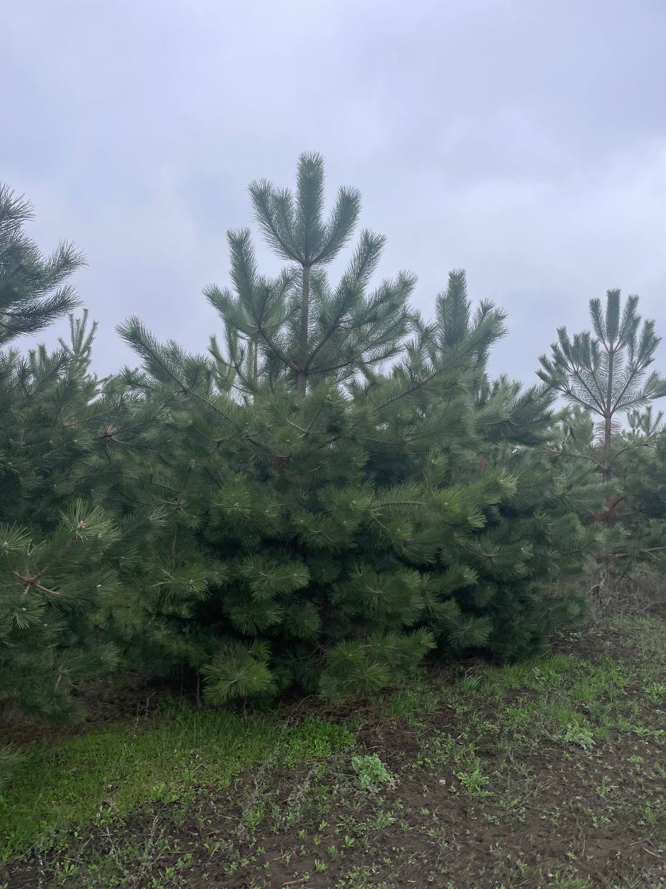 Сосна крымская EXTRA в питомнике саженцев ЦентроСад
