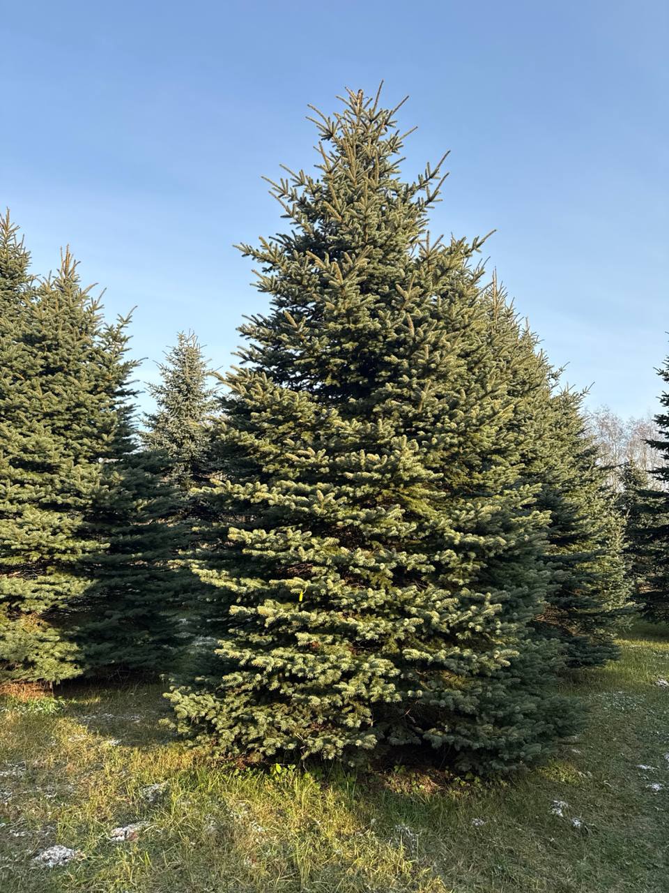 Эксклюзивная партия ели Глаука Экстра и сибирской пихты
