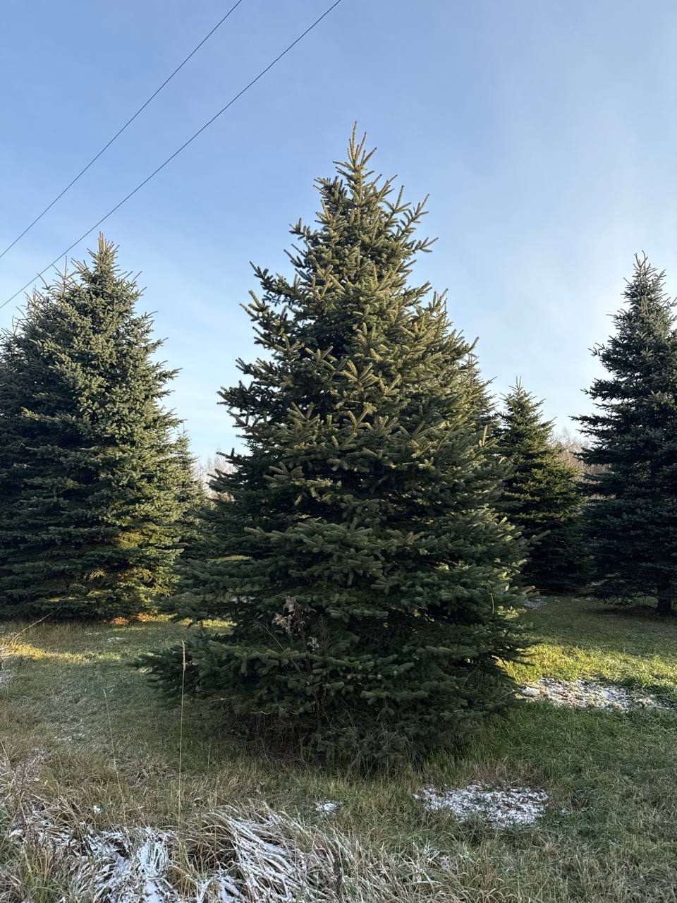 Ель голубая Glauca Extra на полях питомника ЦентроСад