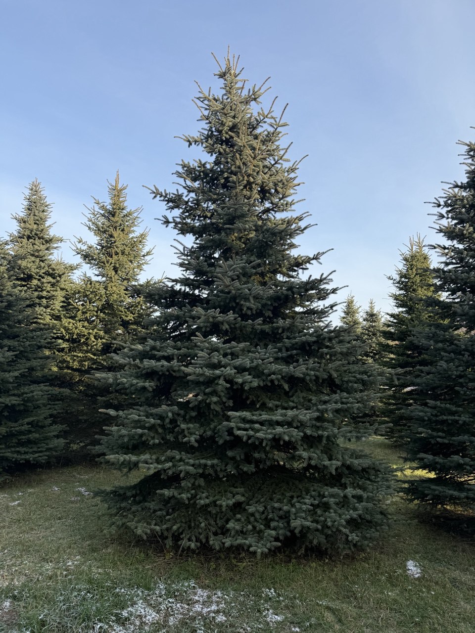 Ель Glauca Extra — отборный экземпляр с густой хвоей