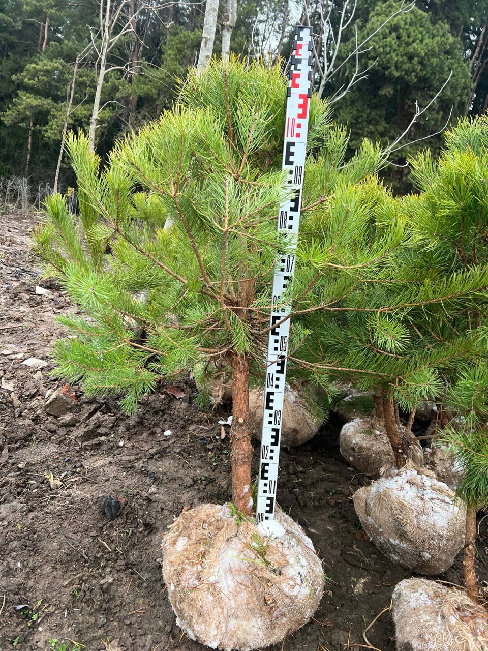 Формированная сосна обыкновенная в питомнике ЦентроСад