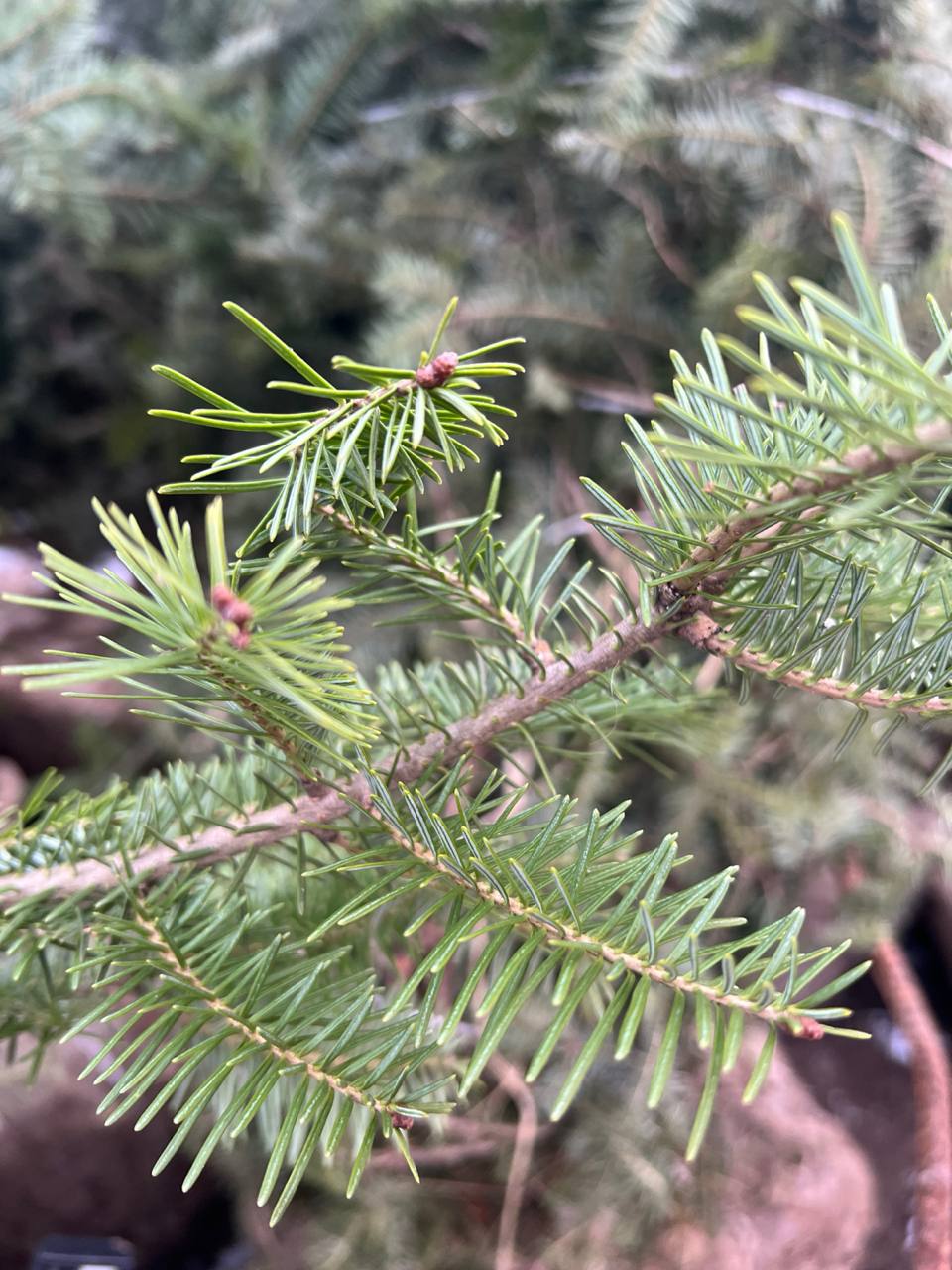 Партия крупномеров Пихты бальзамической - ноябрь 2025