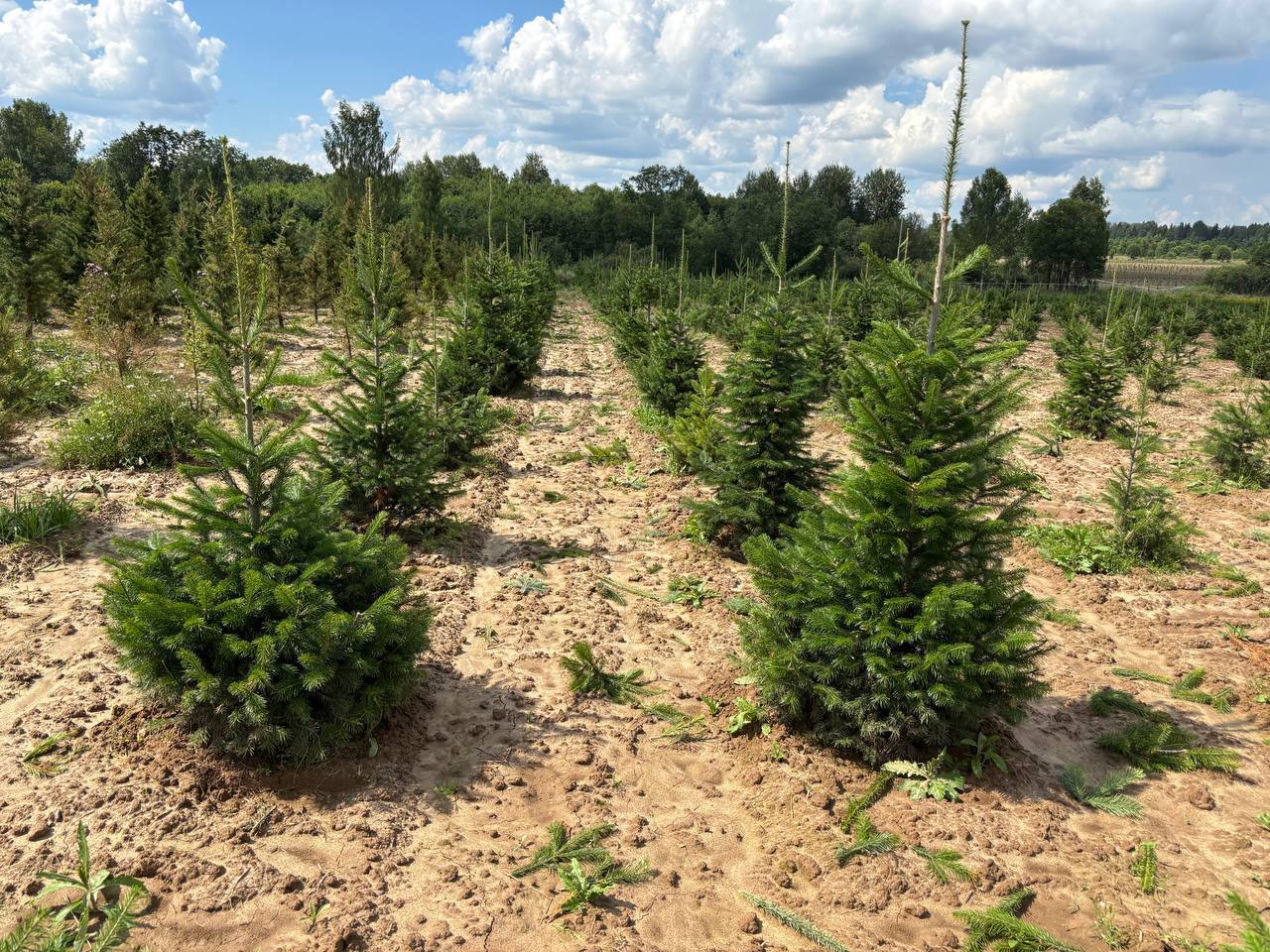 Партия формированных саженцев пихты сибирской - октябрь 2025
