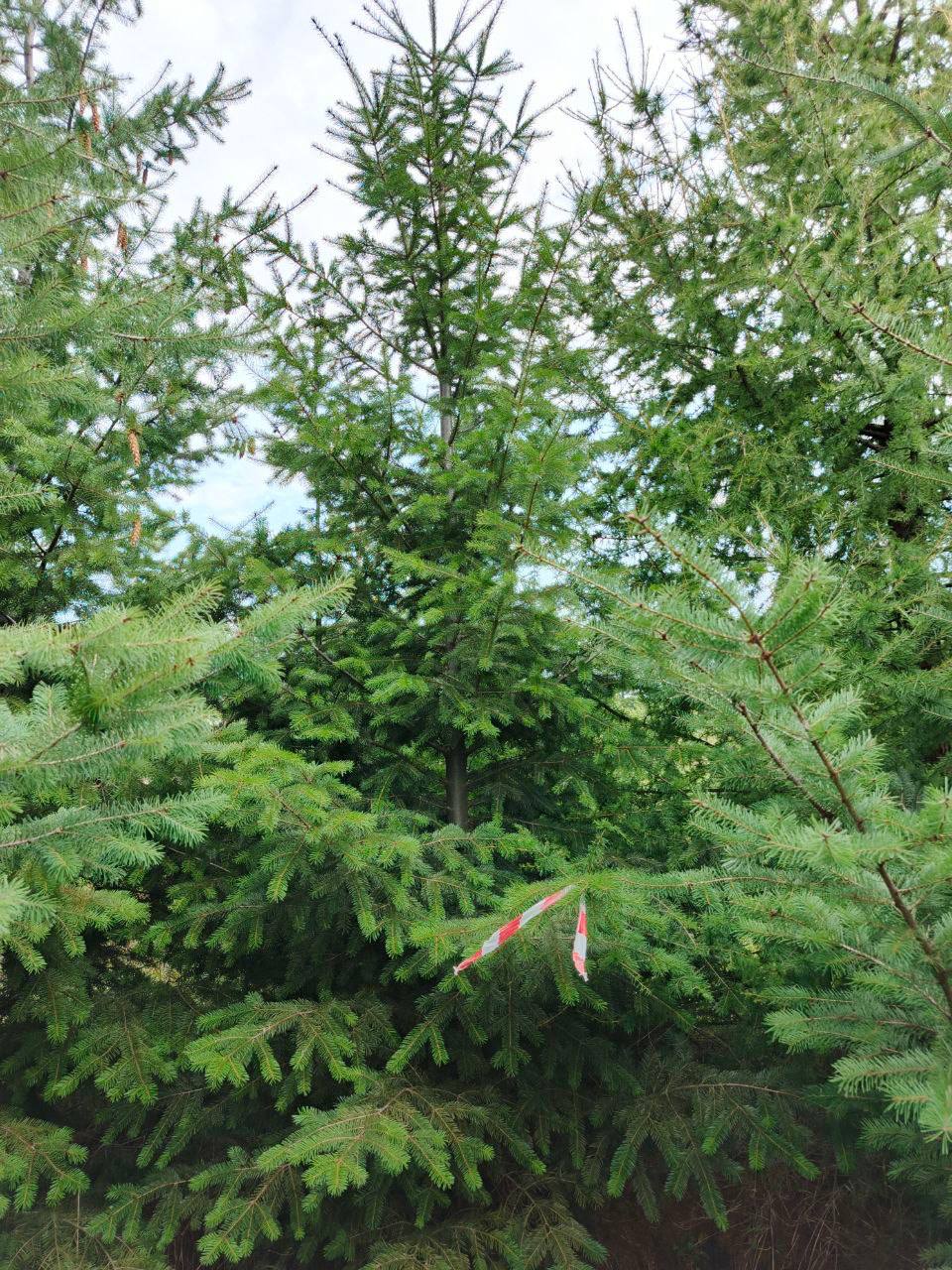 Псевдотсуга Мензиса крупномер в питомнике ЦентроСад