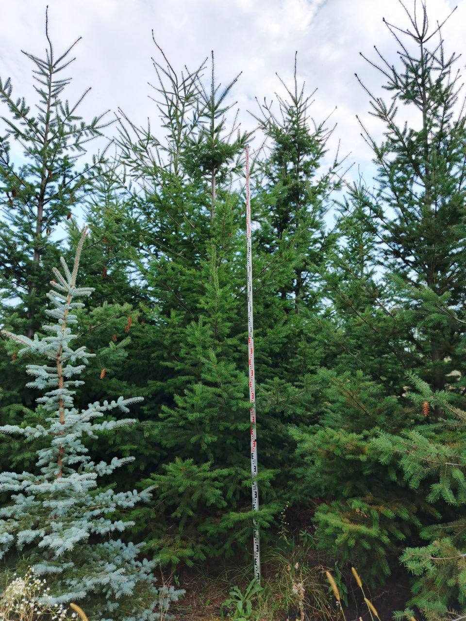Эксклюзивная партия крупномеров псевдотсуги - октябрь 2025