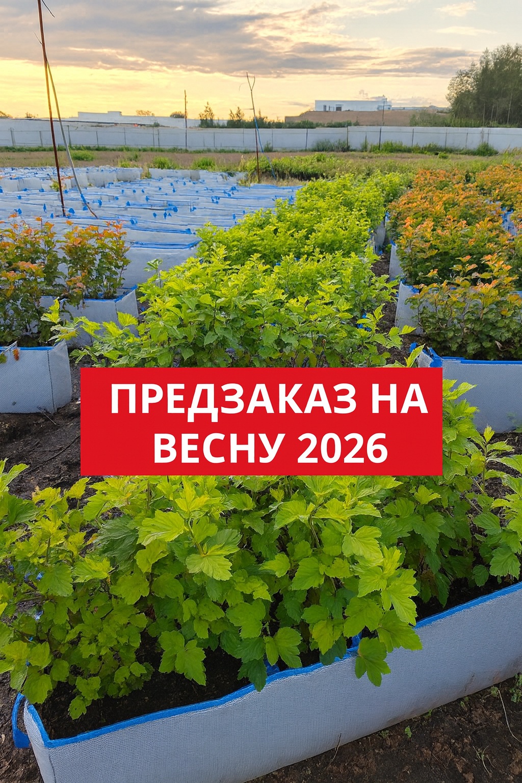 Акция на БЖИ пузыреплодника Амбер Джубили и АнгелГолд