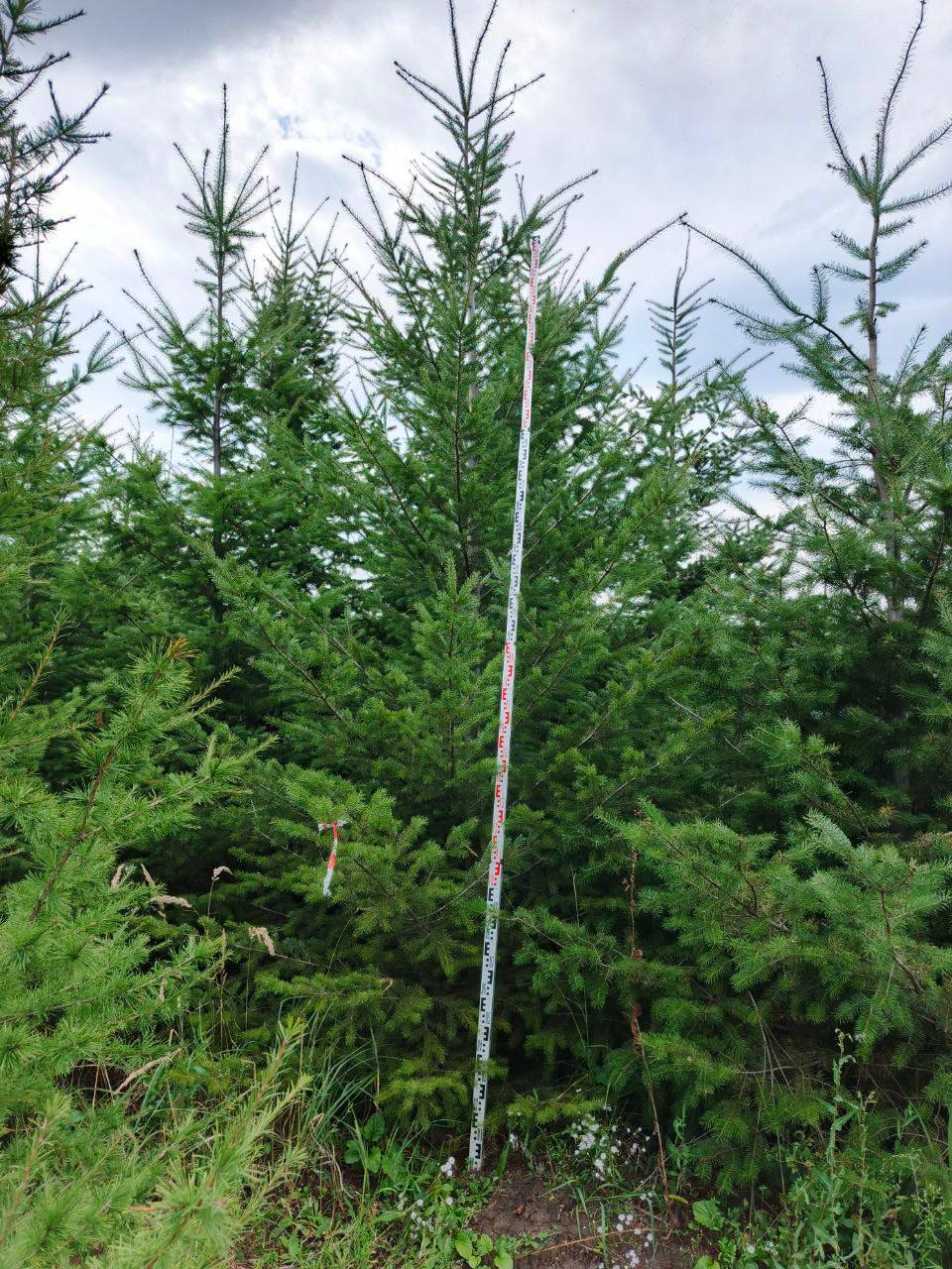 Псевдотсуга с густой хвоей, готовая к отгрузке